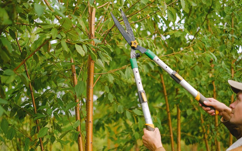 Tree trimming in Johnsonburg, PA